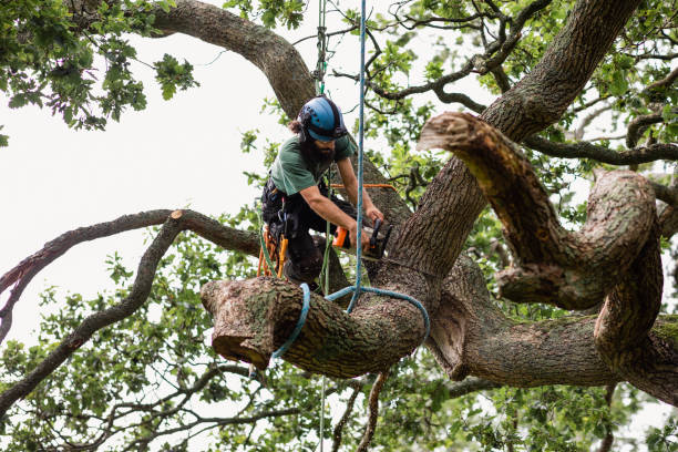 Best Stump Grinding and Removal  in South Lake Tahoe, CA