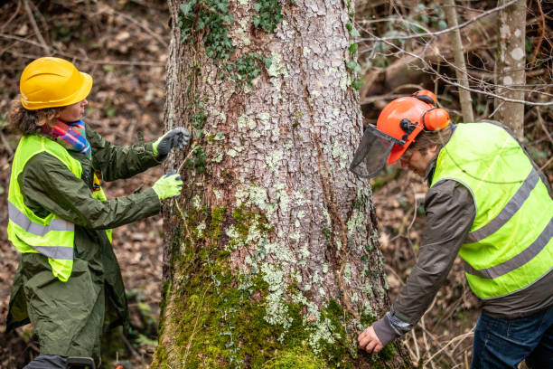 Professional Tree Removal Services in South Lake Tahoe, CA